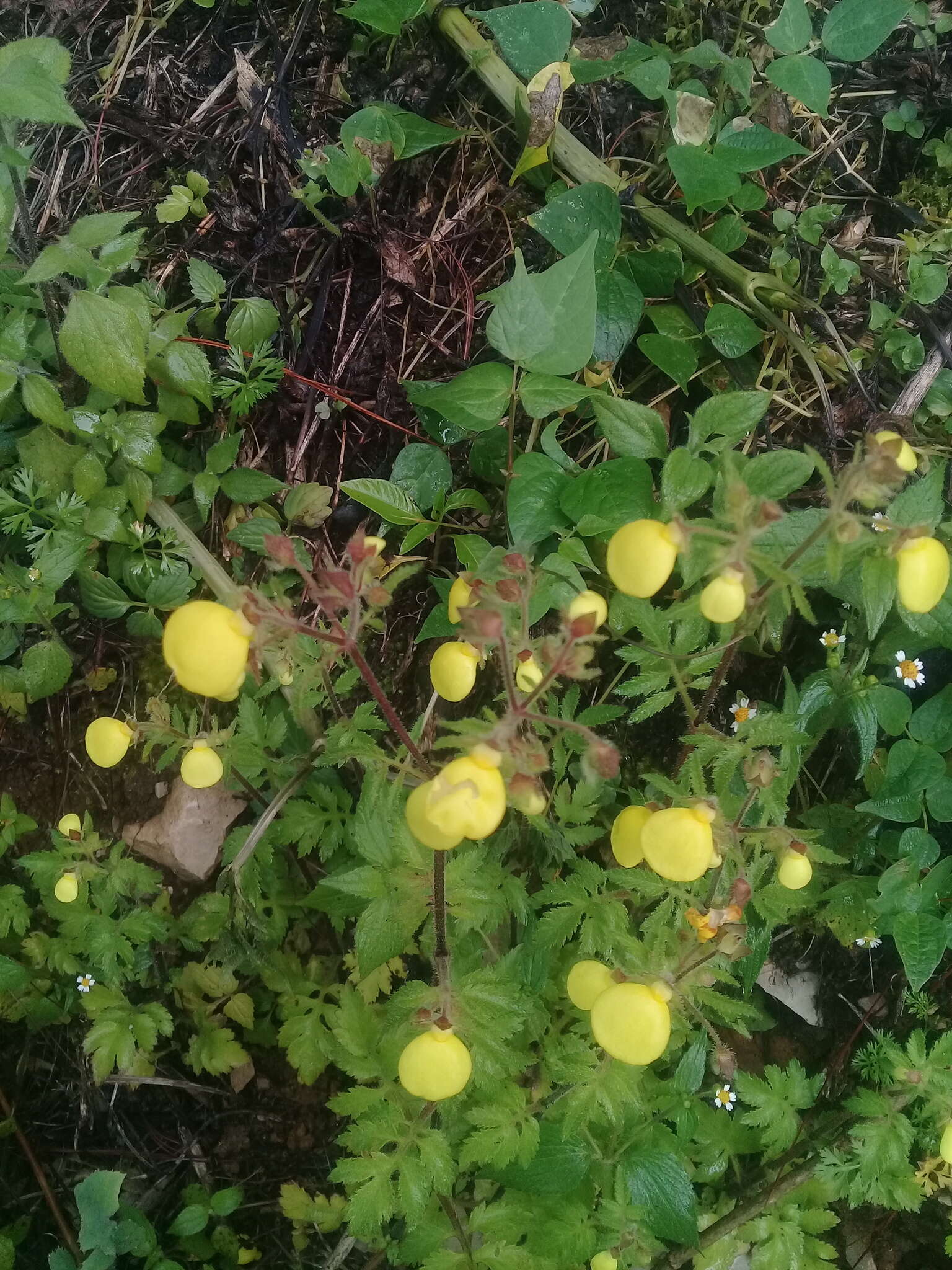 Image of Calceolaria mexicana Benth.