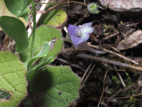 Image of Kickxia commutata subsp. graeca (Bory & Chaub.) R. Fernandes