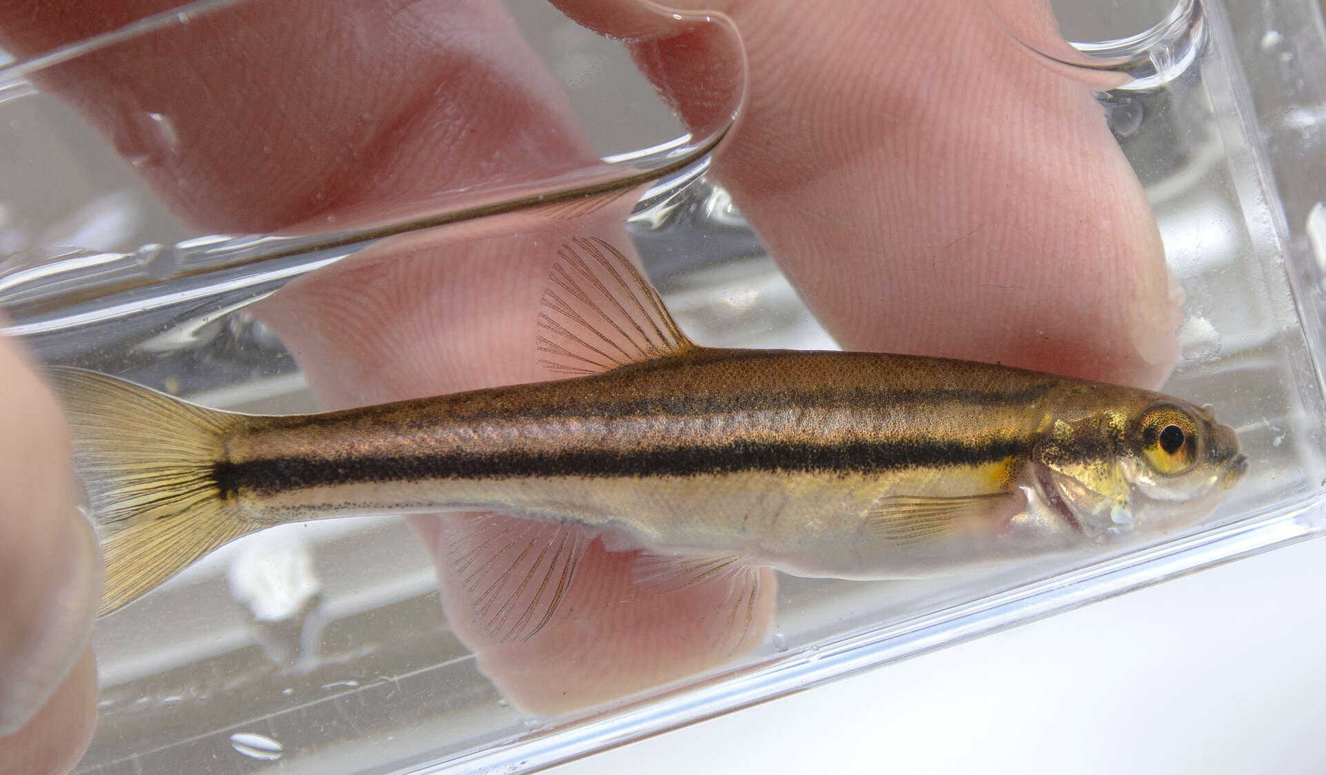 Image of Northern Redbelly Dace