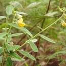 صورة Crotalaria quercetorum Brandegee