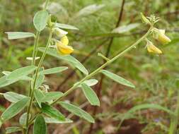 صورة Crotalaria quercetorum Brandegee