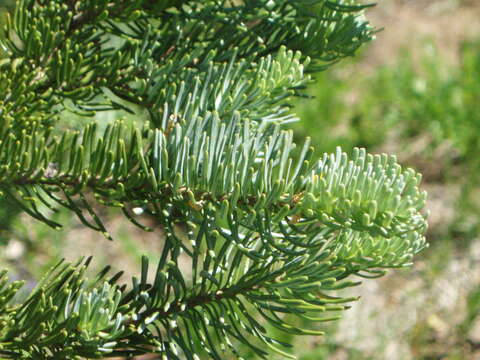 Image of subalpine fir