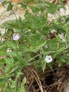 Image of Convolvulus farinosus L.