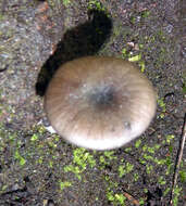 Image of Entoloma melanocephalum G. Stev. 1962