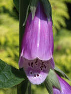 Imagem de Digitalis purpurea L.