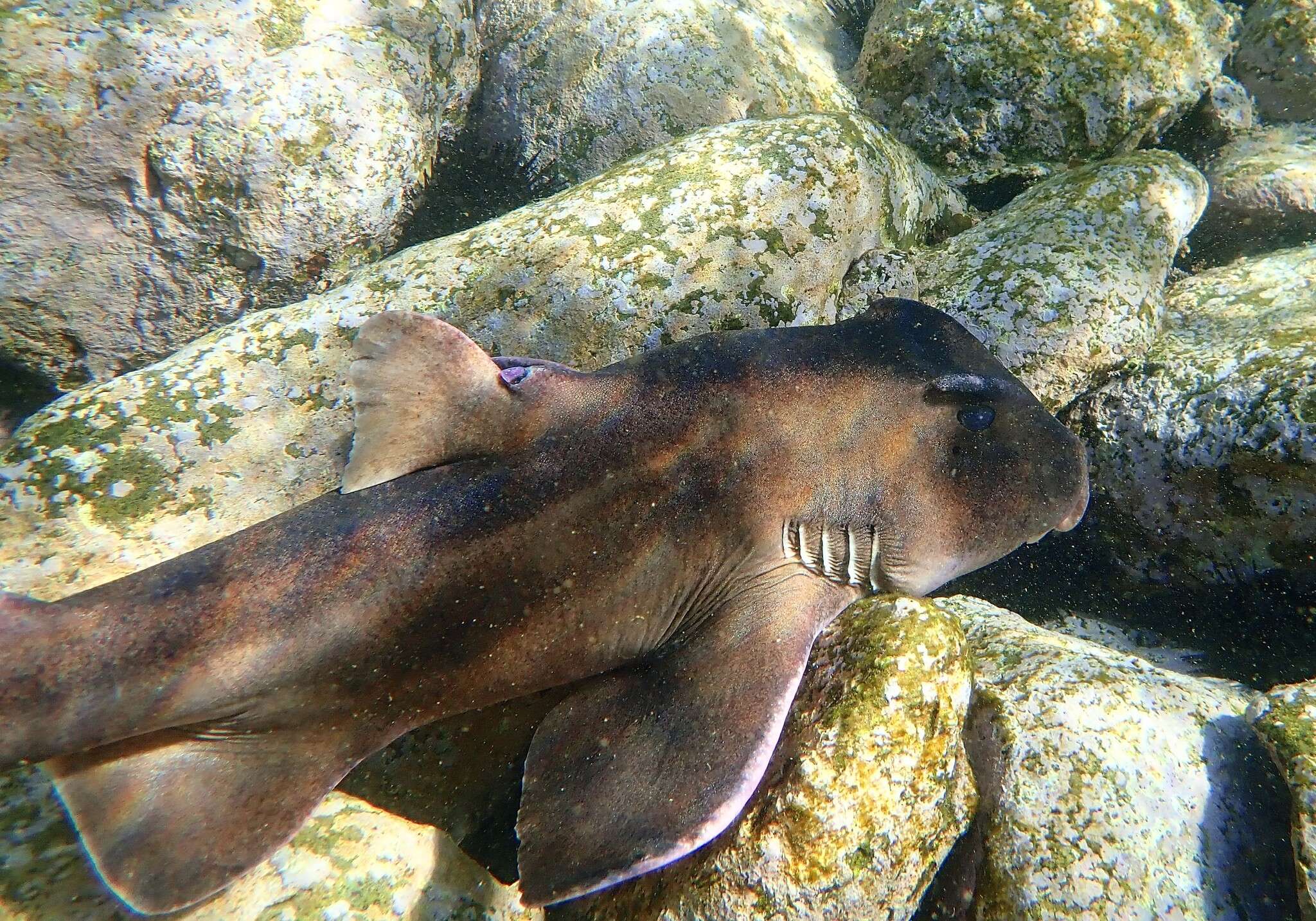 Image of Crested Bullhead Shark