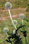 Echinops exaltatus Schrad.的圖片