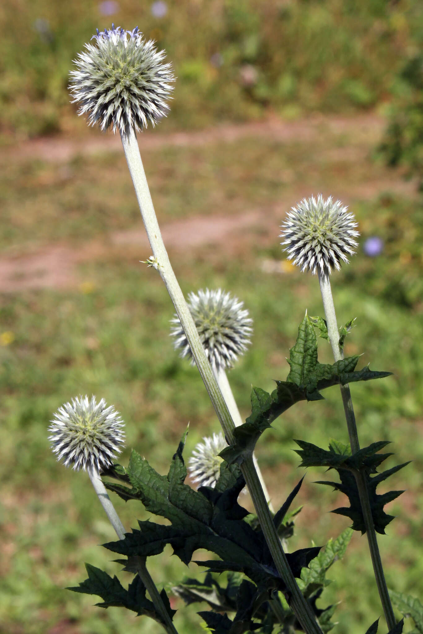 Echinops exaltatus Schrad.的圖片