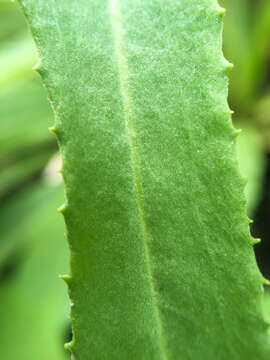 Image of Small Black-Tip Ragwort