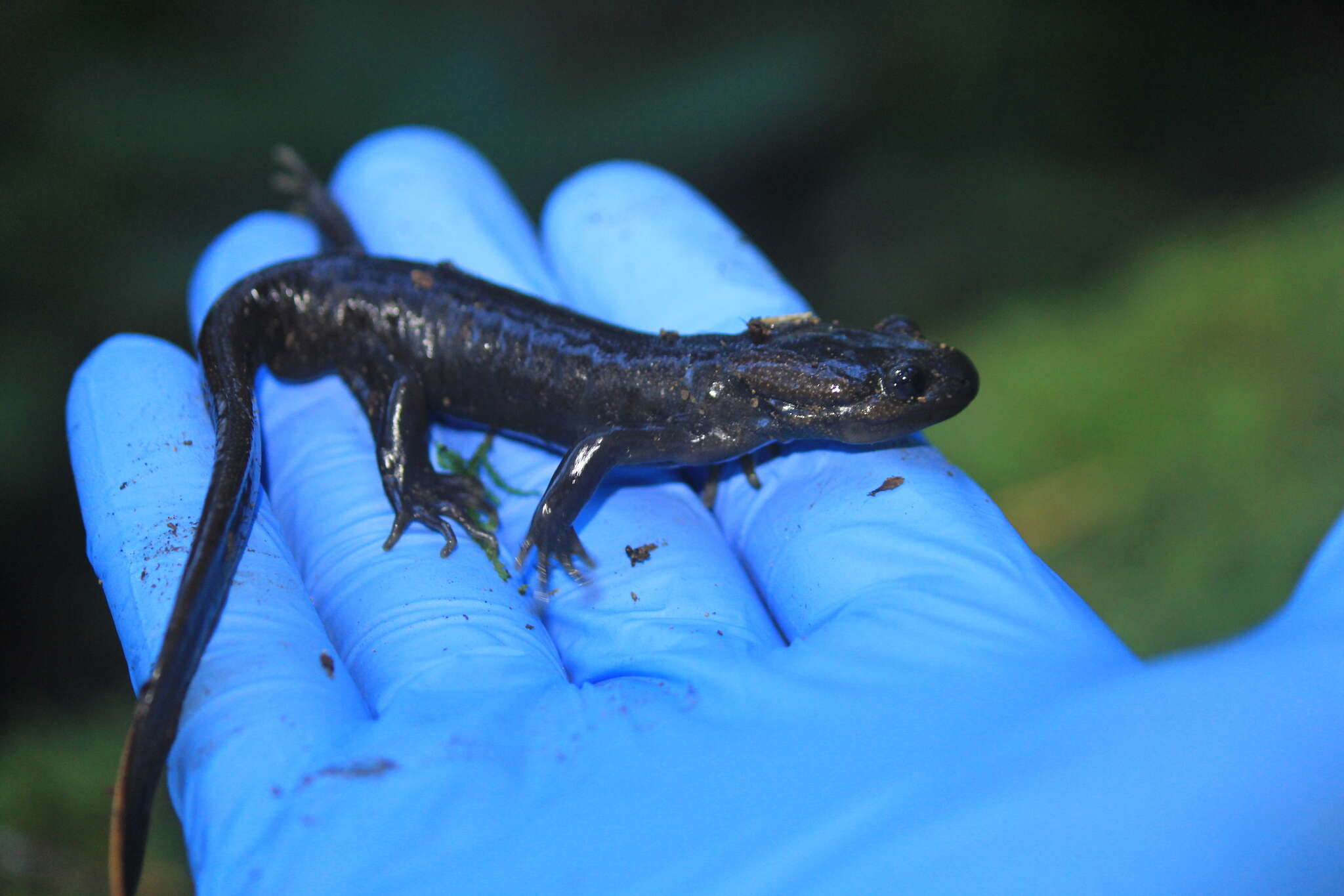 Image of Northwestern Salamander