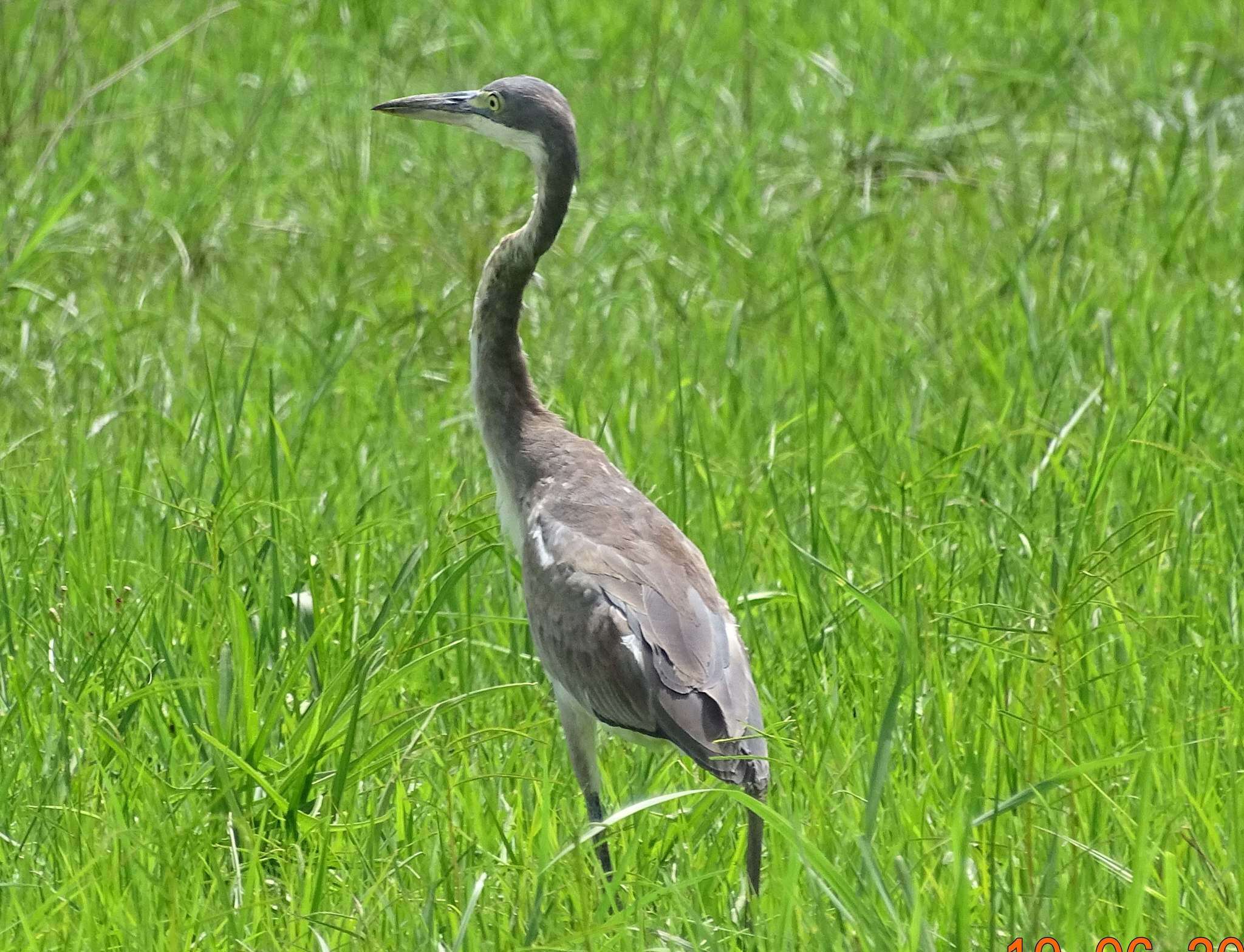 Plancia ëd Ardea melanocephala Children & Vigors 1826