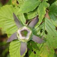 Codonopsis lanceolata (Siebold & Zucc.) Benth. & Hook. fil. ex Trautv. resmi