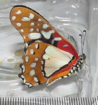 Image de <i>Graphium <i>angolanus</i></i> angolanus