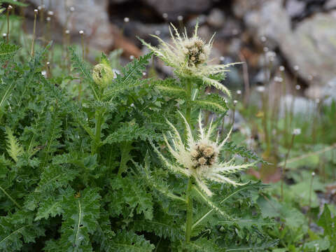 Image of Cirsium spinosissimum (L.) Scop.