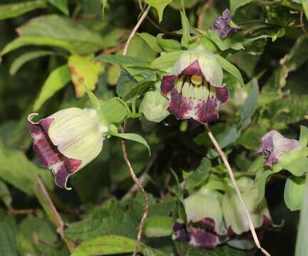 Codonopsis lanceolata (Siebold & Zucc.) Benth. & Hook. fil. ex Trautv. resmi