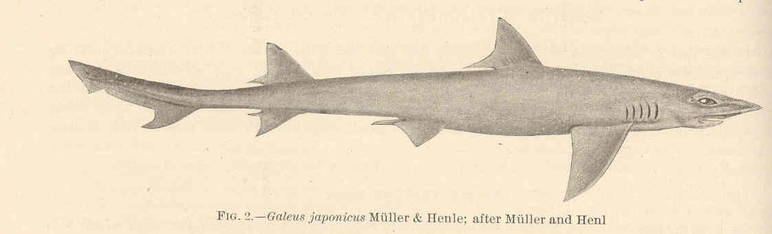 Image of Japanese Topeshark