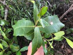 Image of Triflorensia ixoroides (F. Muell.) S. T. Reynolds