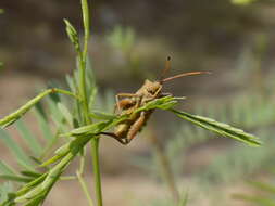 صورة Mozena obtusa Uhler 1876