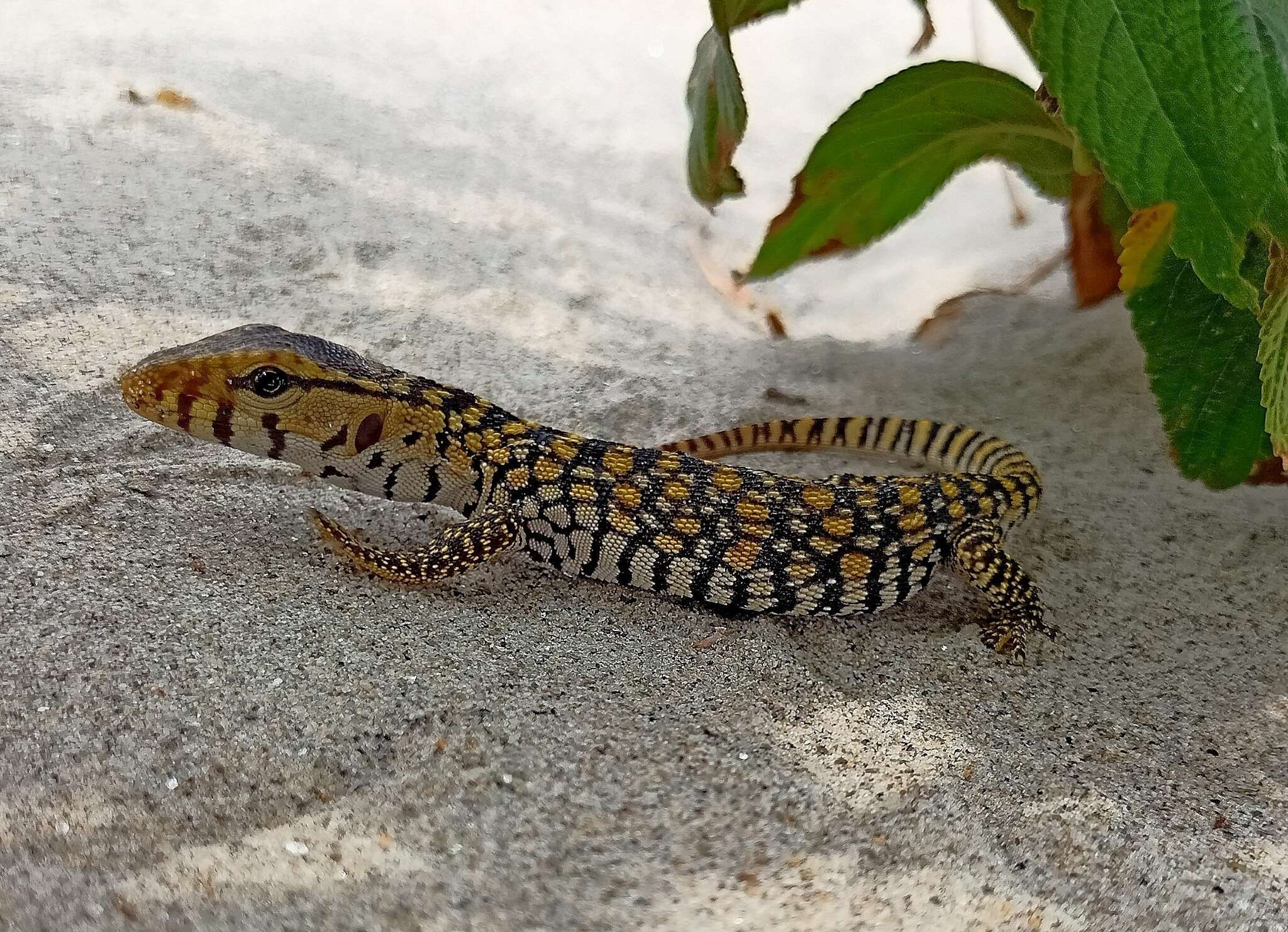 Image of Calcutta Oval-grain Lizard