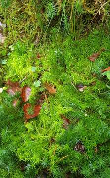 Image of sphagnum