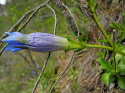 Gentiana ligustica R. de Vilmorin & Chopinet的圖片