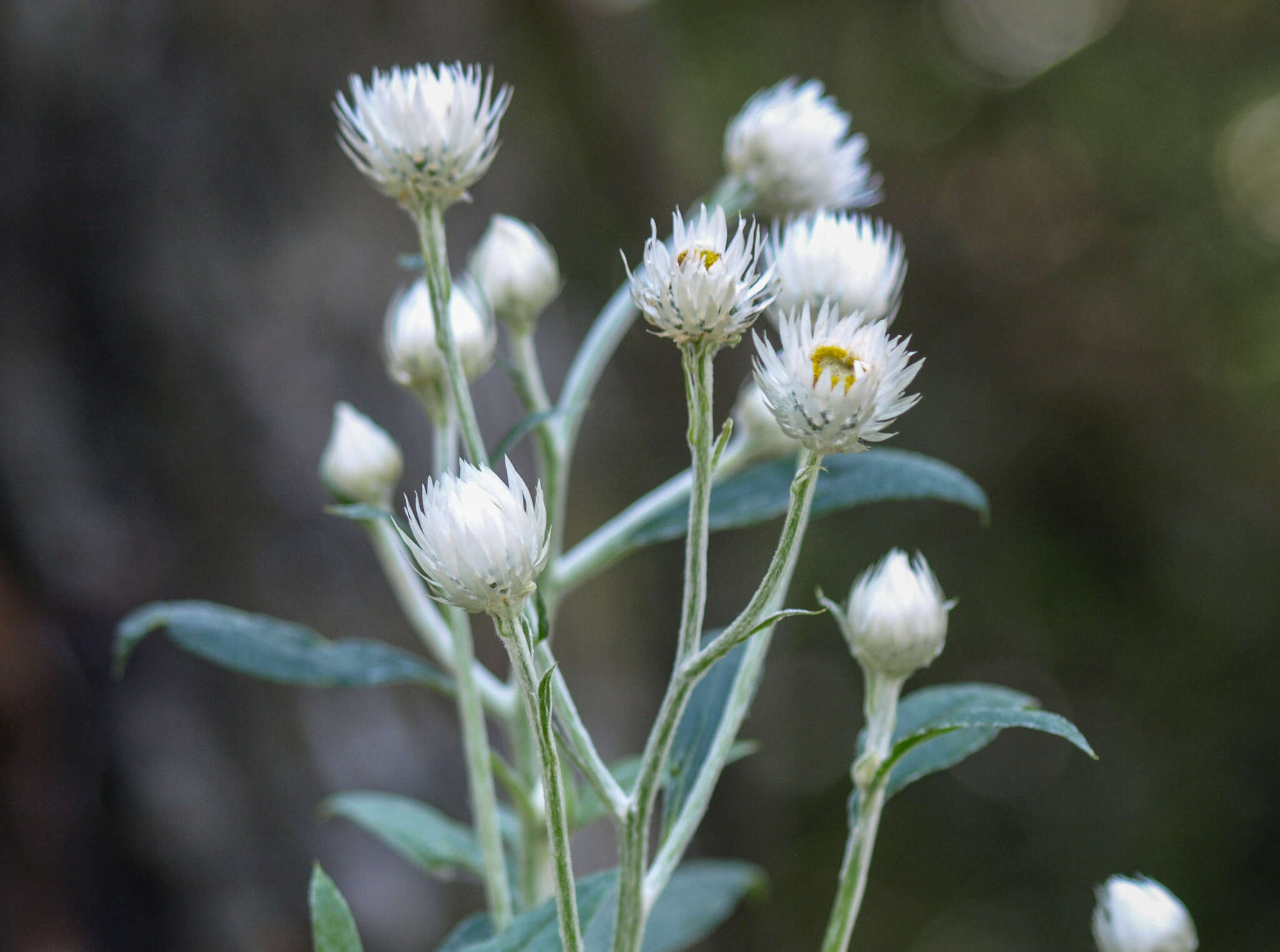 Image of Coronidium elatum (A. Cunn. ex DC.) Paul G. Wilson