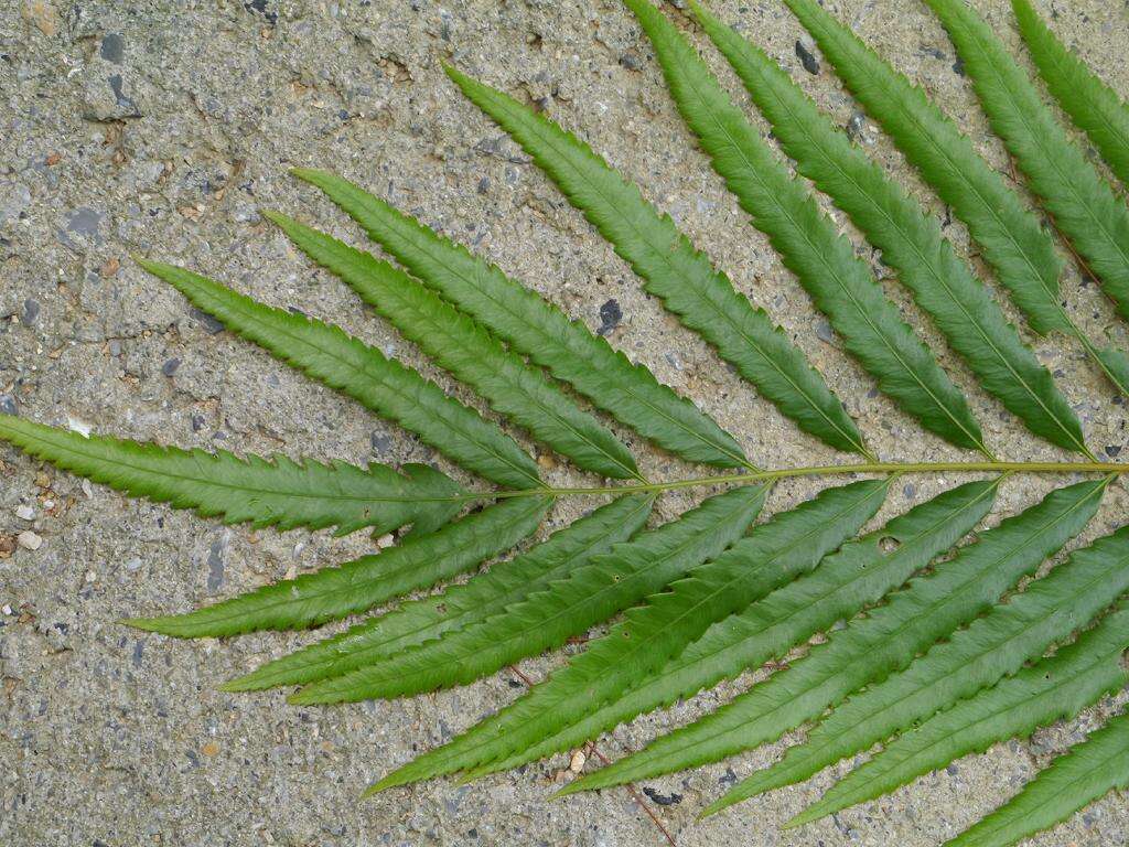 Image of Hottentot Fern