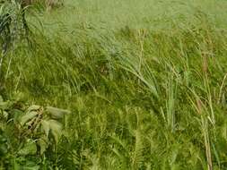 Image of Hottentot Fern