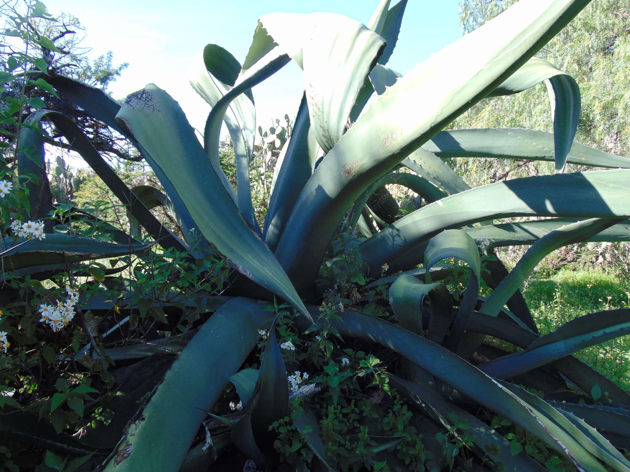 Image of Agave mapisaga Trel.