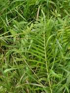 Image of Hottentot Fern