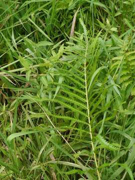 Image of Hottentot Fern