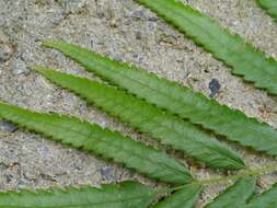 Image of Hottentot Fern