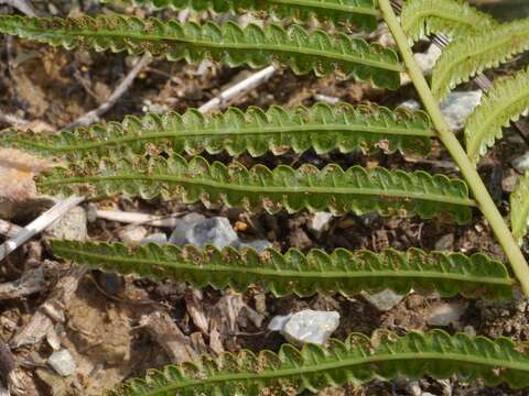 Image of Hottentot Fern