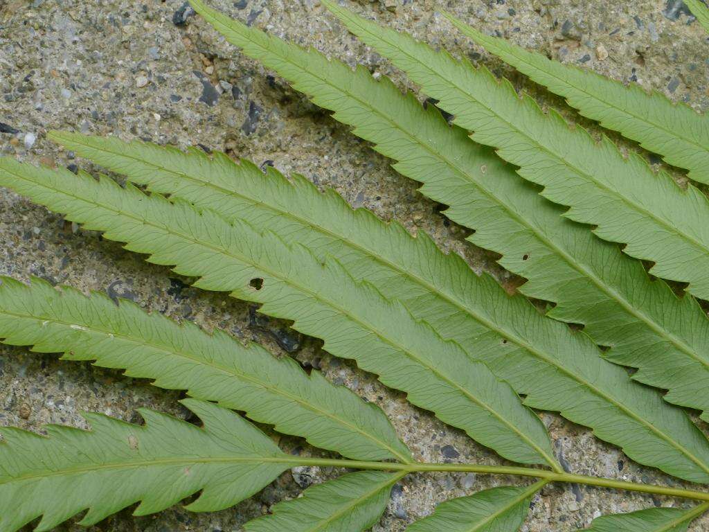 Image of Hottentot Fern