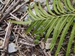 Image of Hottentot Fern