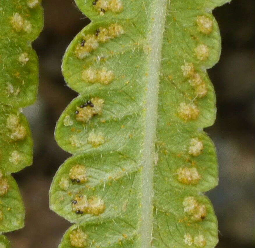 Image of Hottentot Fern