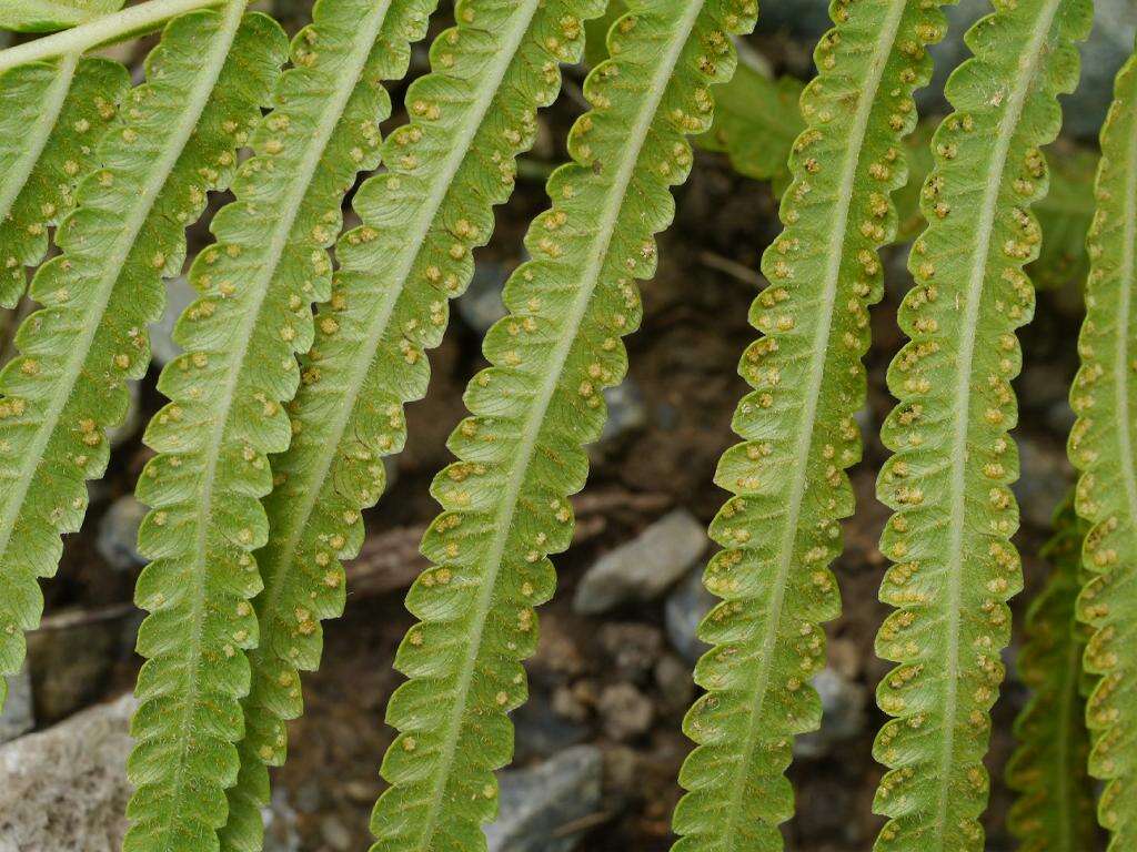 Image of Hottentot Fern