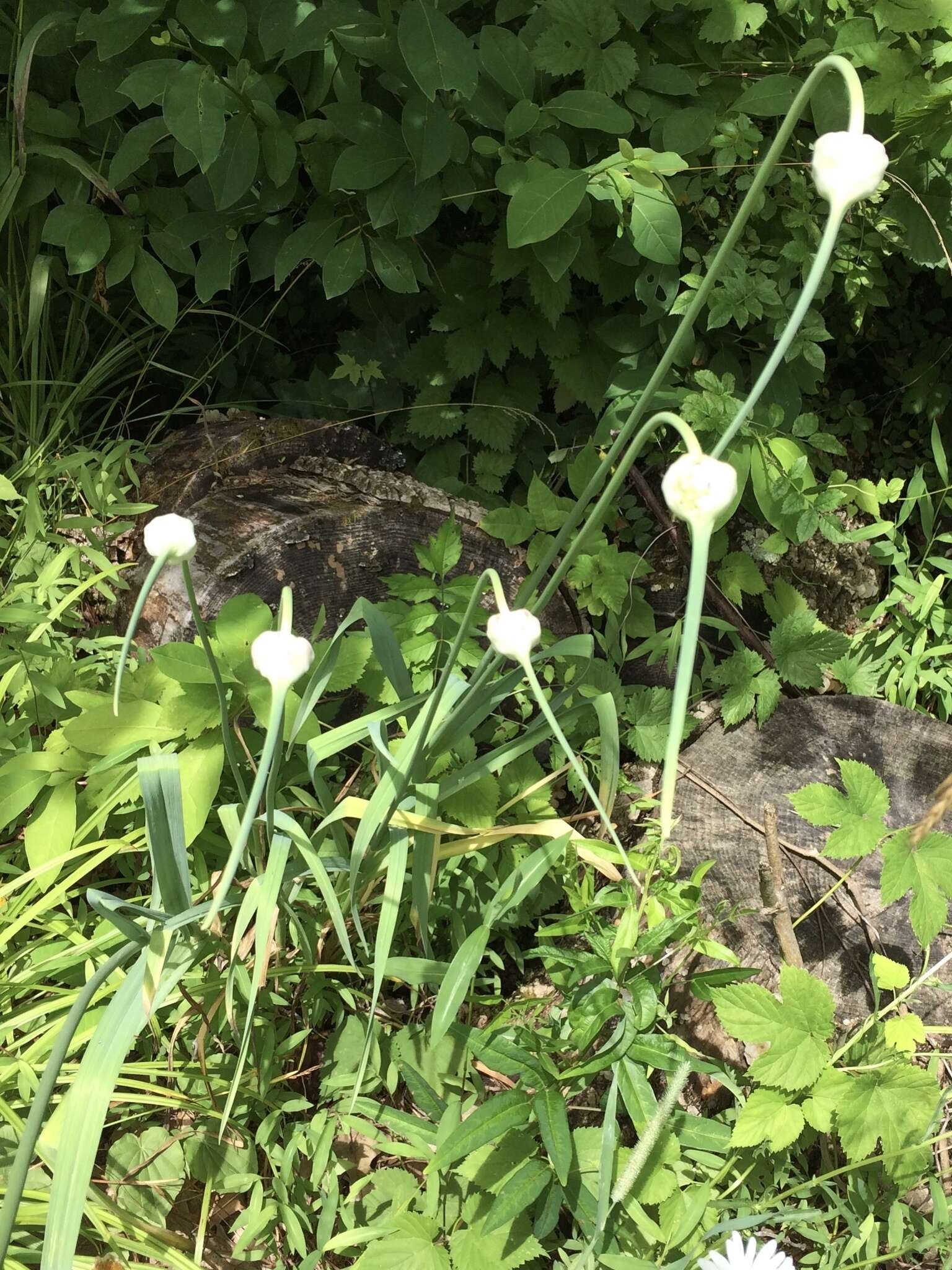 Image of cultivated garlic