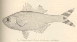 Image of Barred flagtail