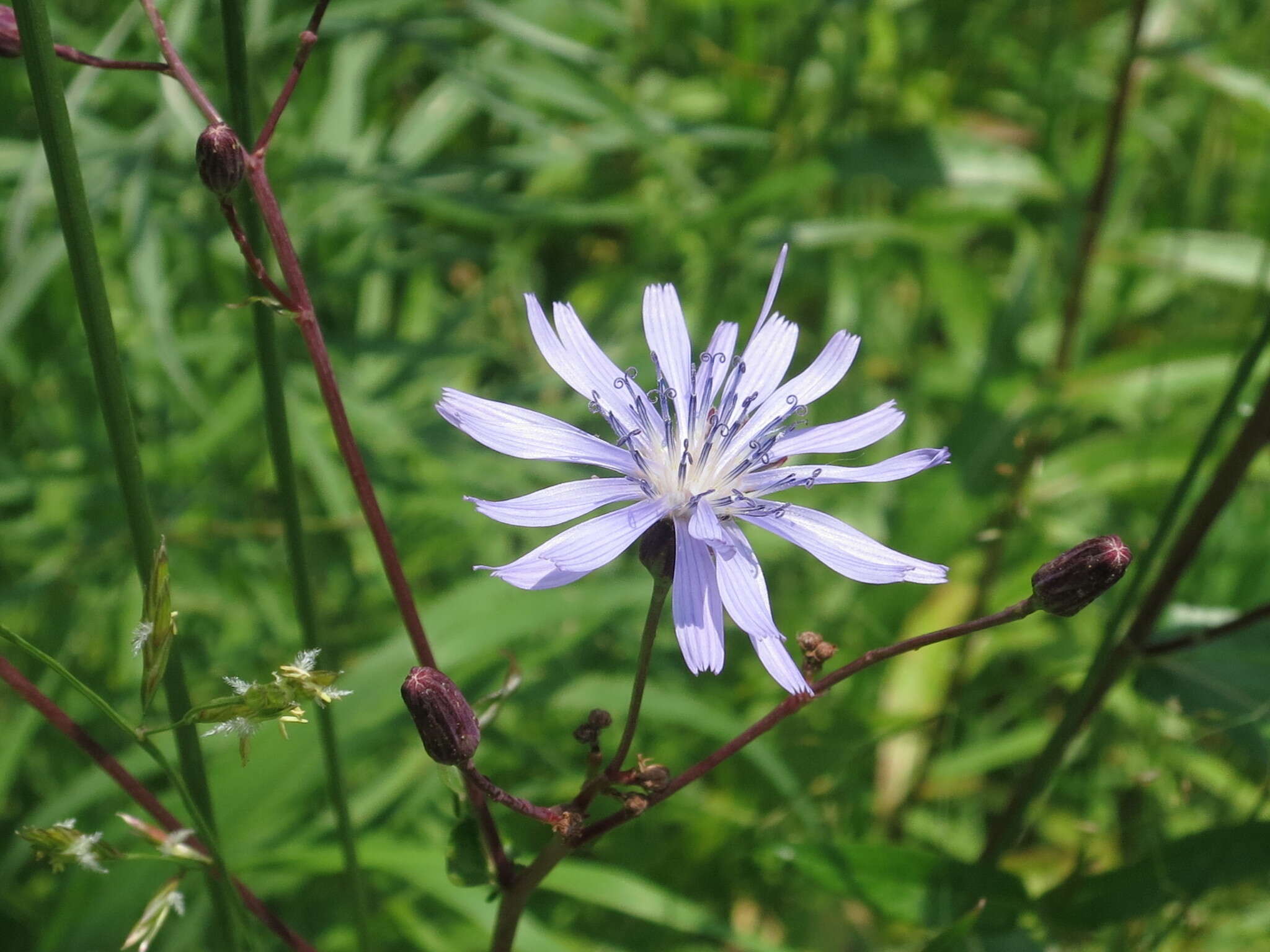 Image of Lactuca sibirica (L.) Maxim.