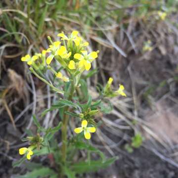 Image of bushy wallflower