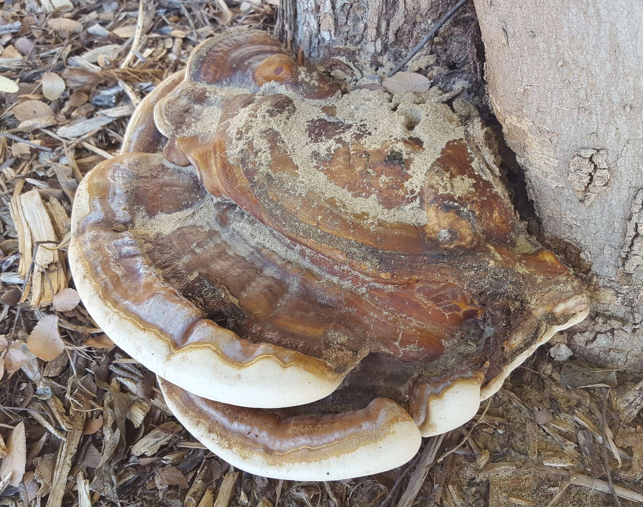 Image of Ganoderma martinicense Welti & Courtec. 2010