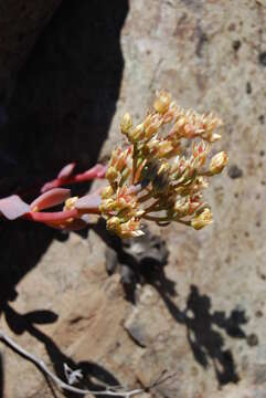 Image of Sedum paradisum subsp. paradisum