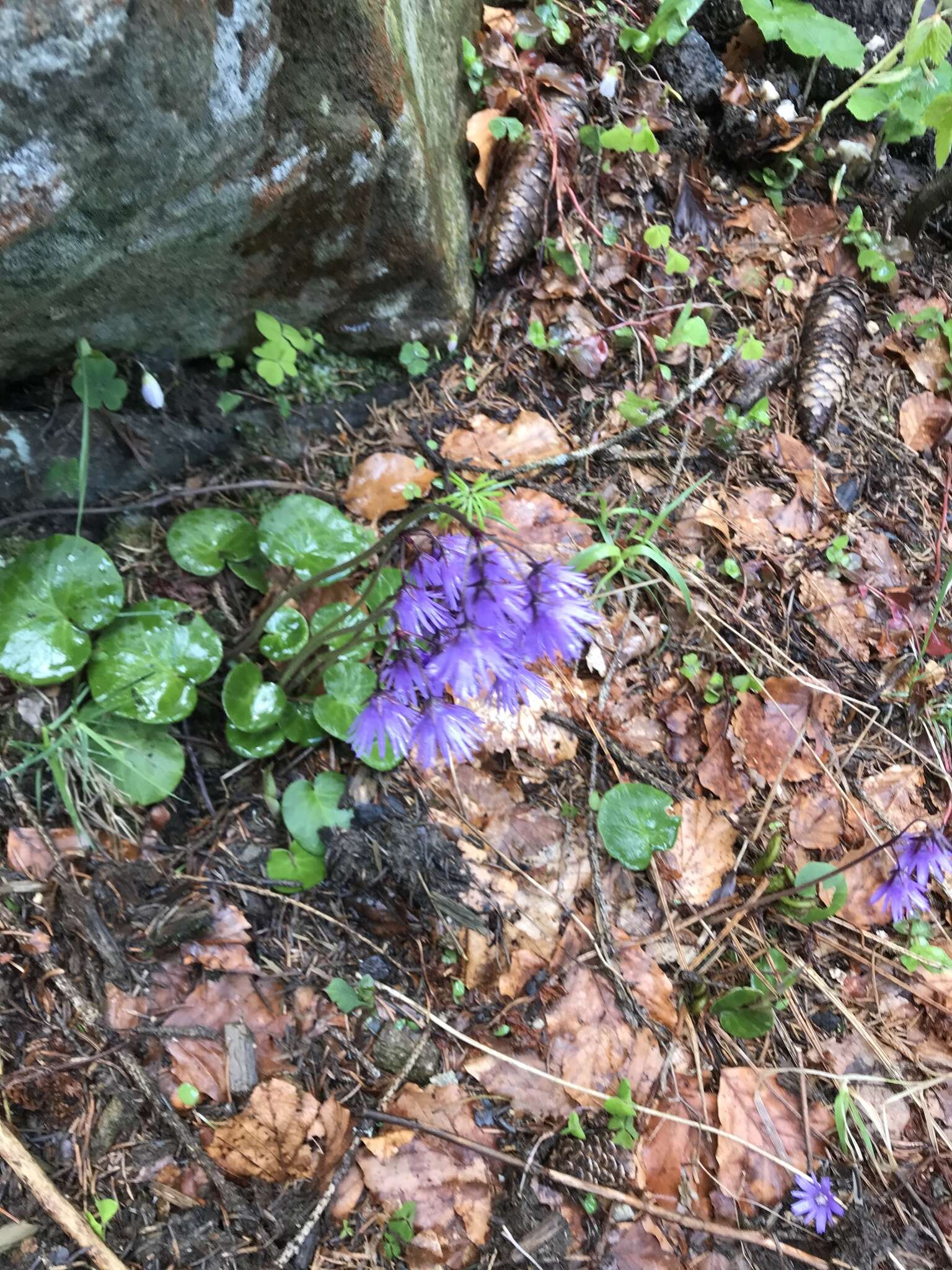 Image of Soldanella montana Willd.