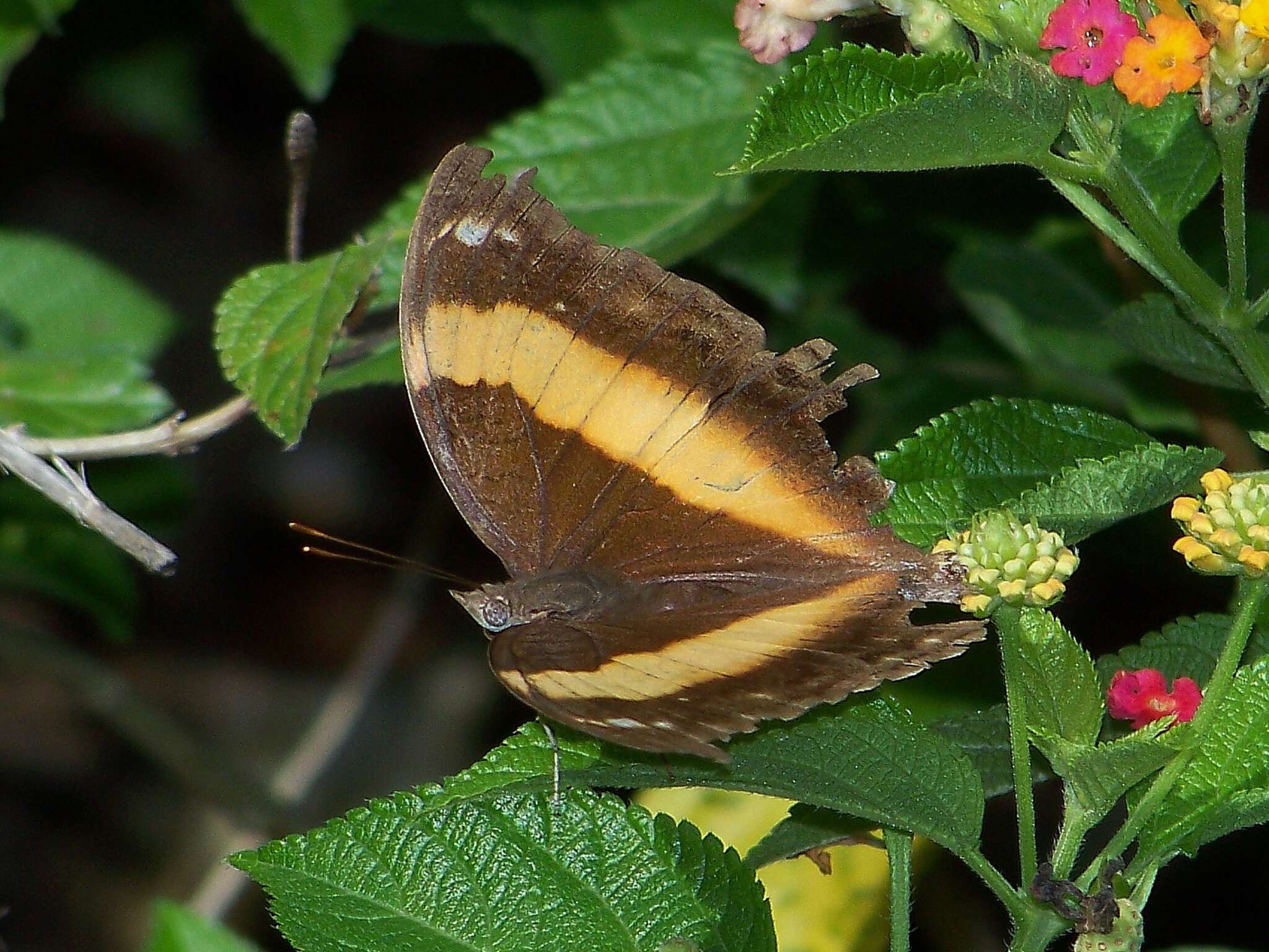 Image de <i>Yoma sabina podium</i> Tsukada 1985