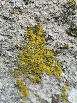 Image of eggyolk lichen