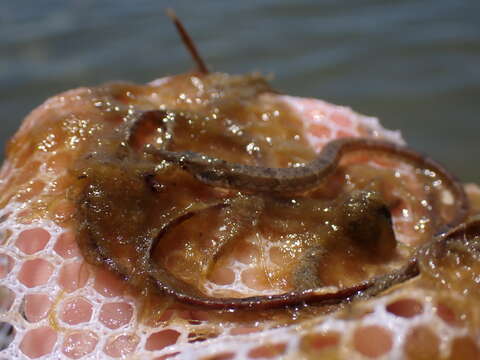 Image of American Gulf Pipefish