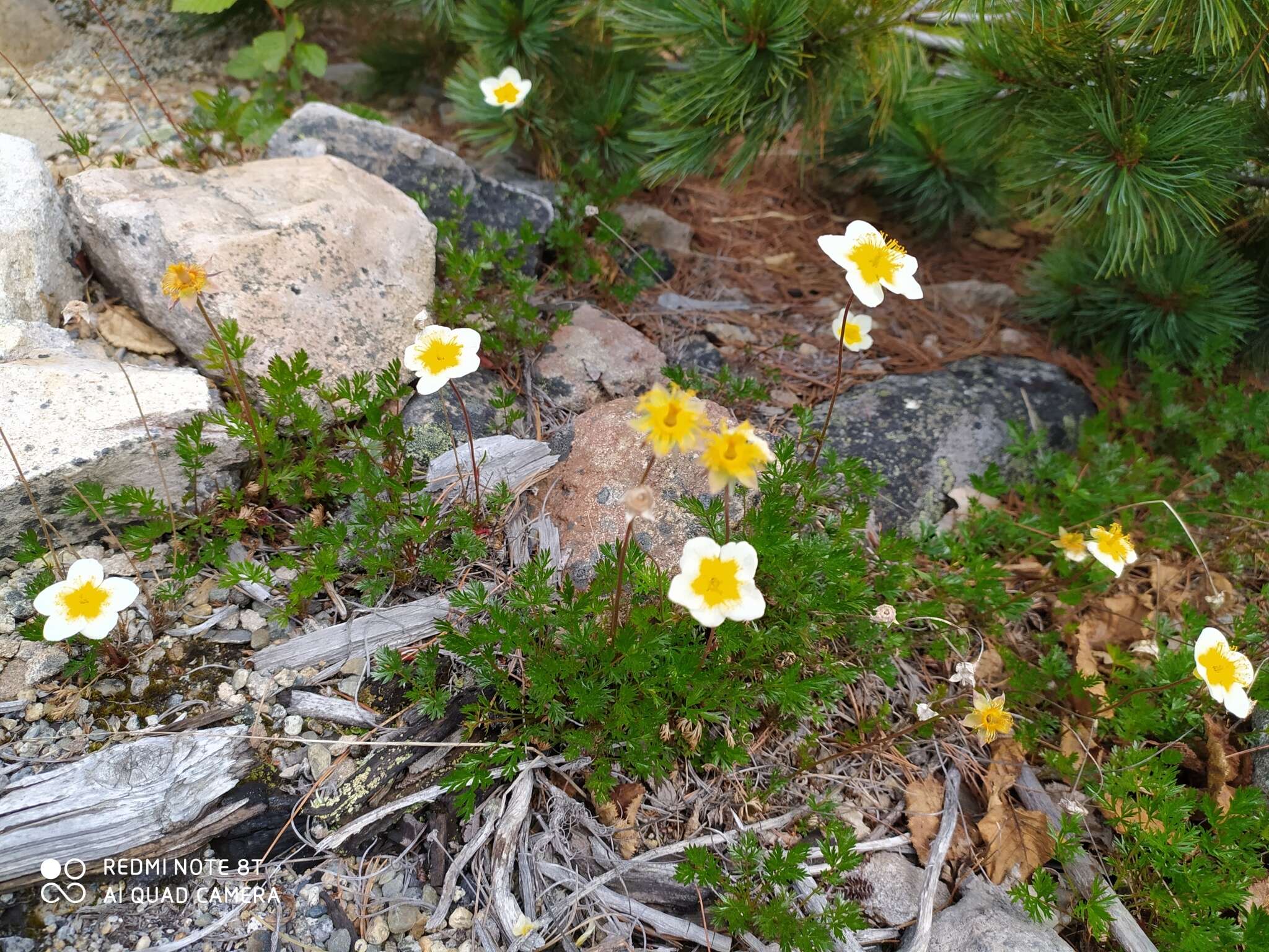 Image of <i>Sieversia pusilla</i>