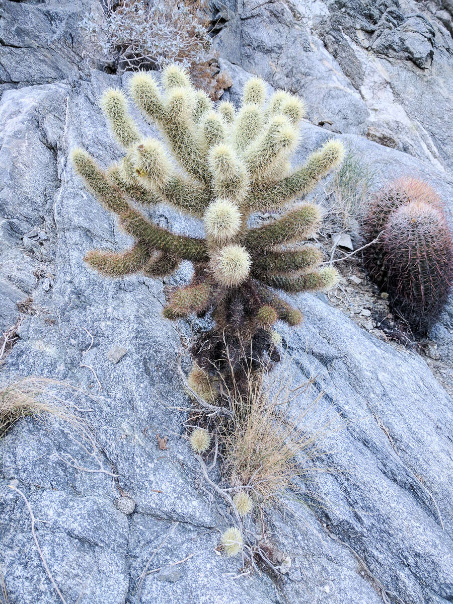 Image of teddybear cholla