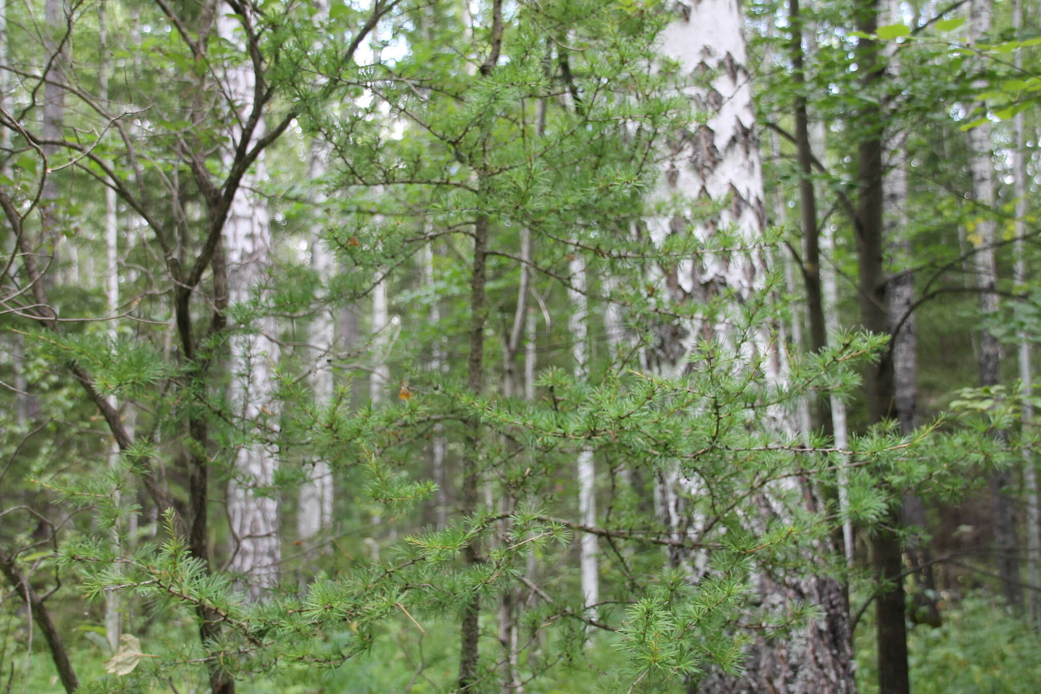 Image of Siberian Larch